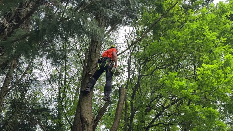 How Our Tree Care Process Works  in  Douglas, MI